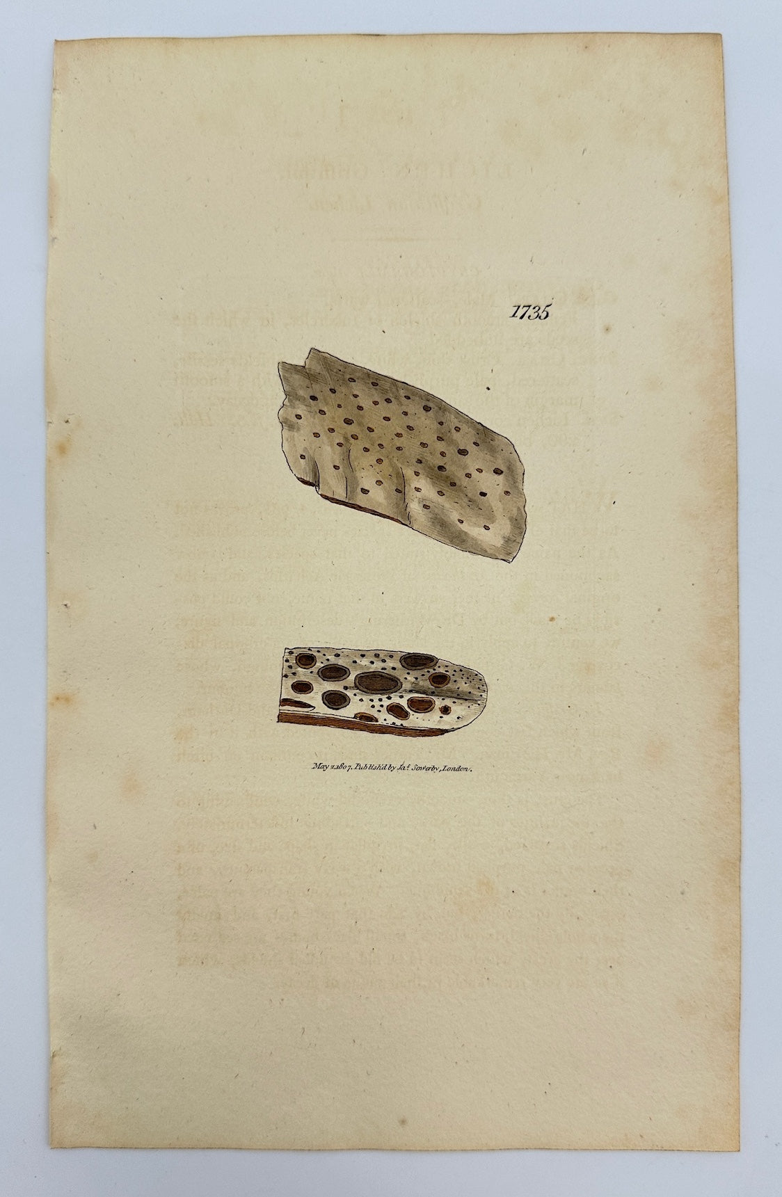 Antique Print - James Sowerby - Lichen Griffithii - Griffith's Lichen - F1