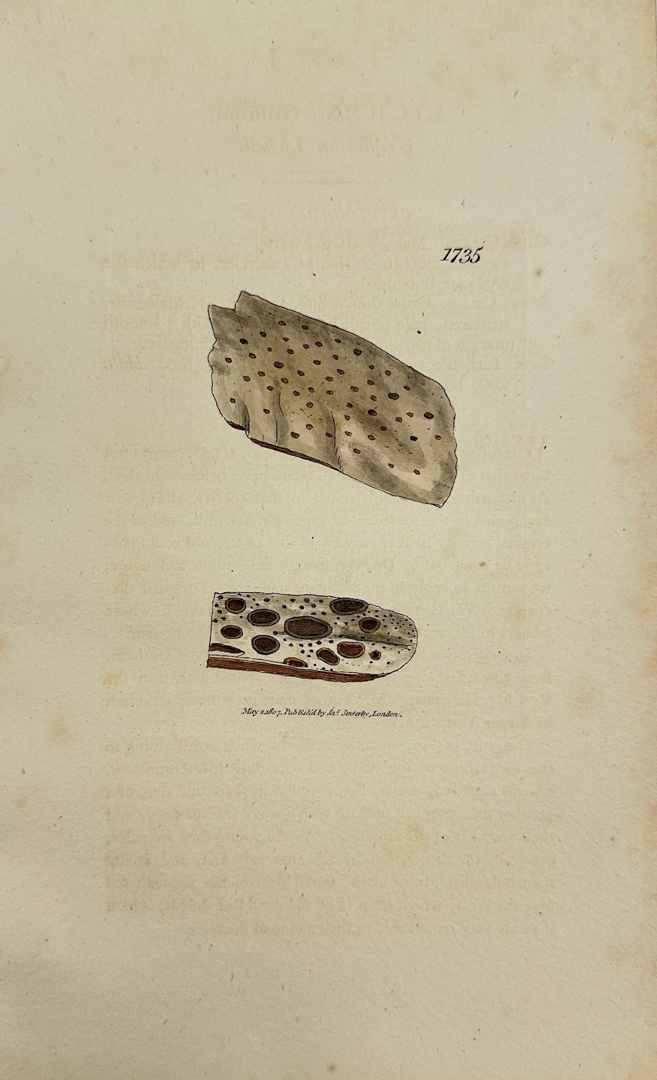 Antique Print - James Sowerby - Lichen Griffithii - Griffith's Lichen - F1