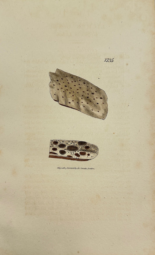 Antique Print - James Sowerby - Lichen Griffithii - Griffith's Lichen - F1