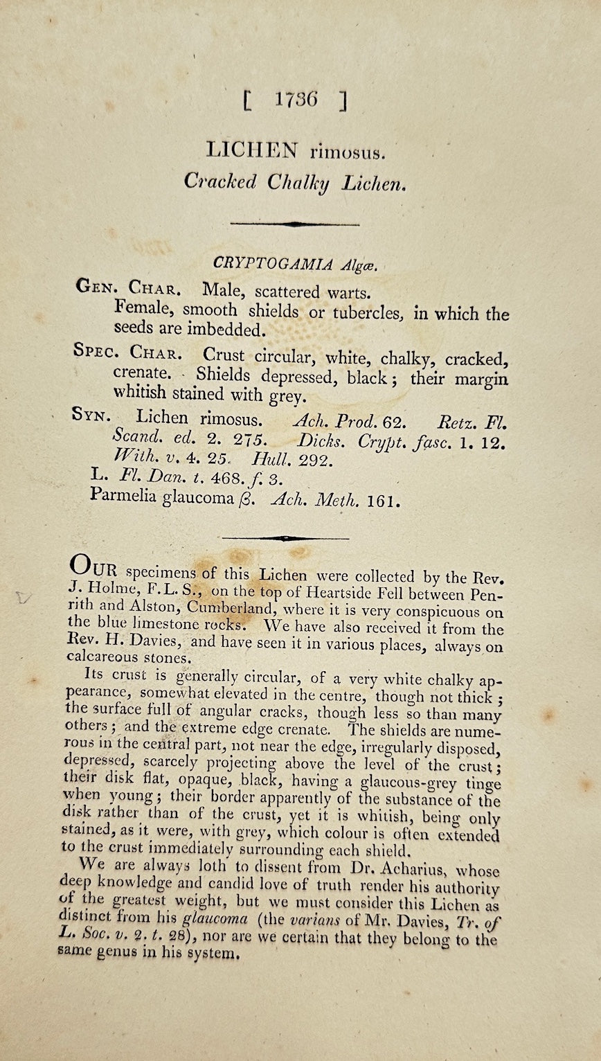 Antique Botanical Print - James Sowerby - Lichen Rimosus - Rimose Lichen - F1