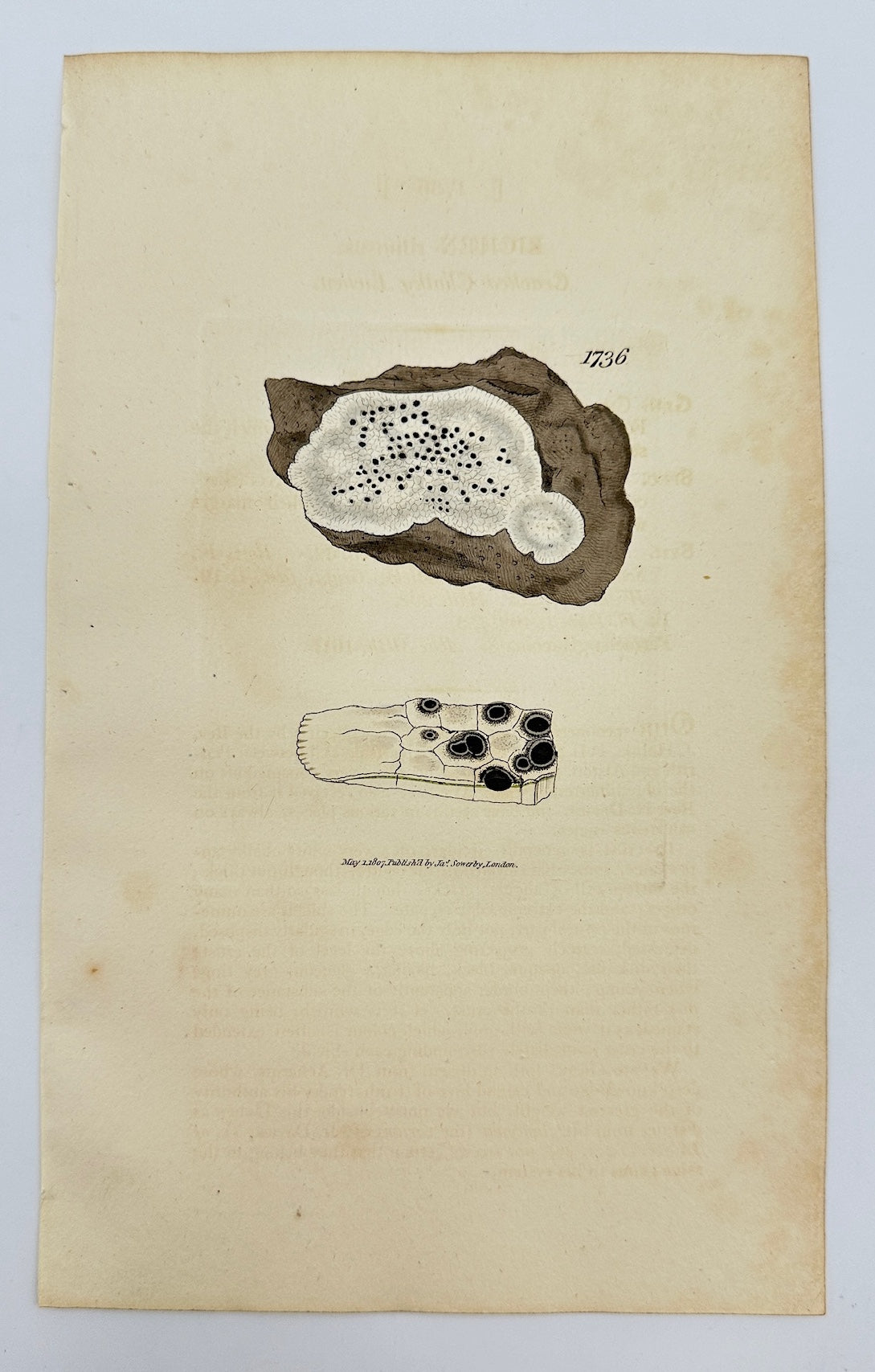 Antique Botanical Print - James Sowerby - Lichen Rimosus - Rimose Lichen - F1