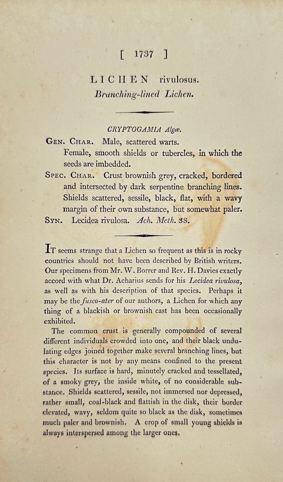 Antique Botanical Print - James Sowerby - Lichen Rivulosus - Rivulet Lichen - F1