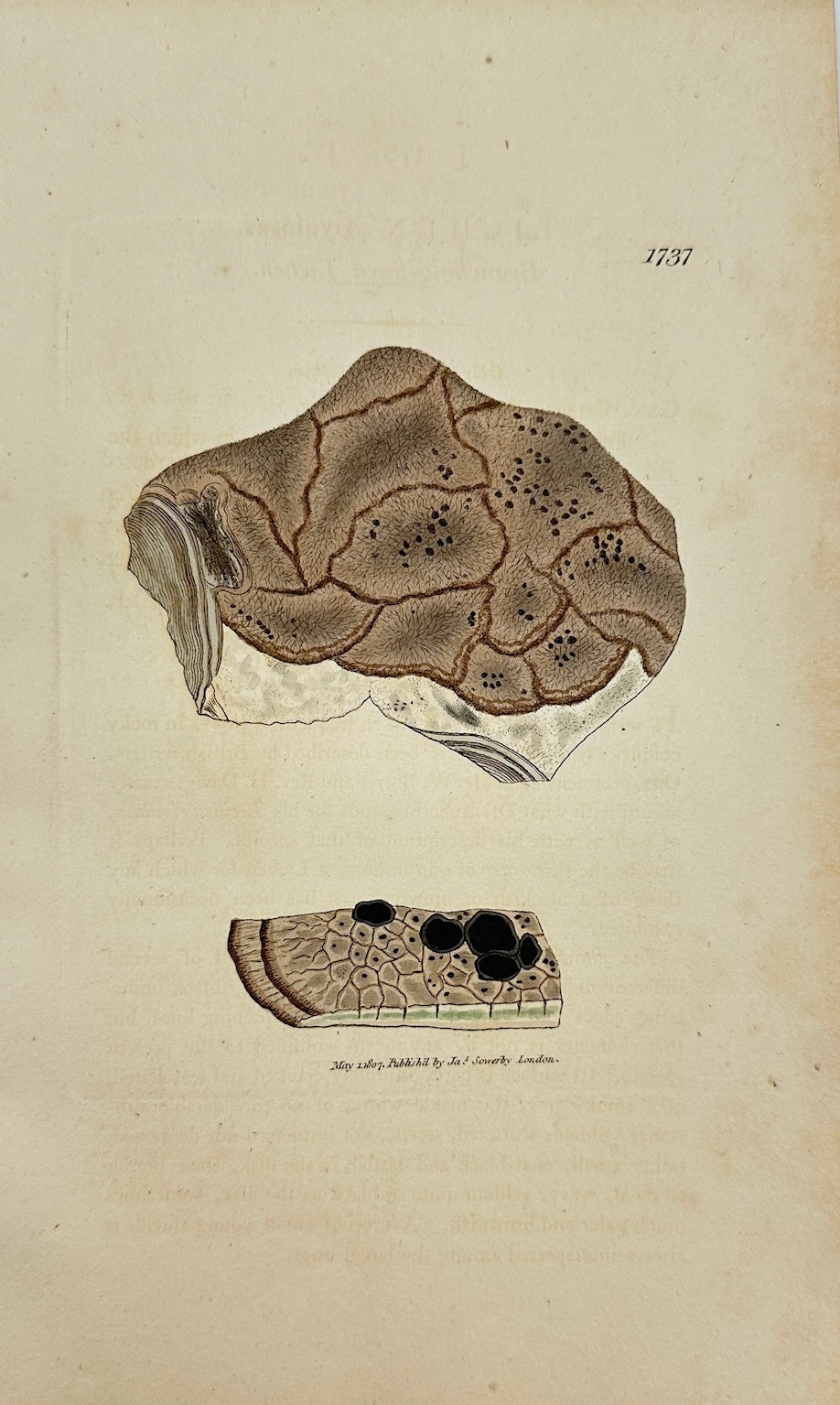 Antique Botanical Print - James Sowerby - Lichen Rivulosus - Rivulet Lichen - F1
