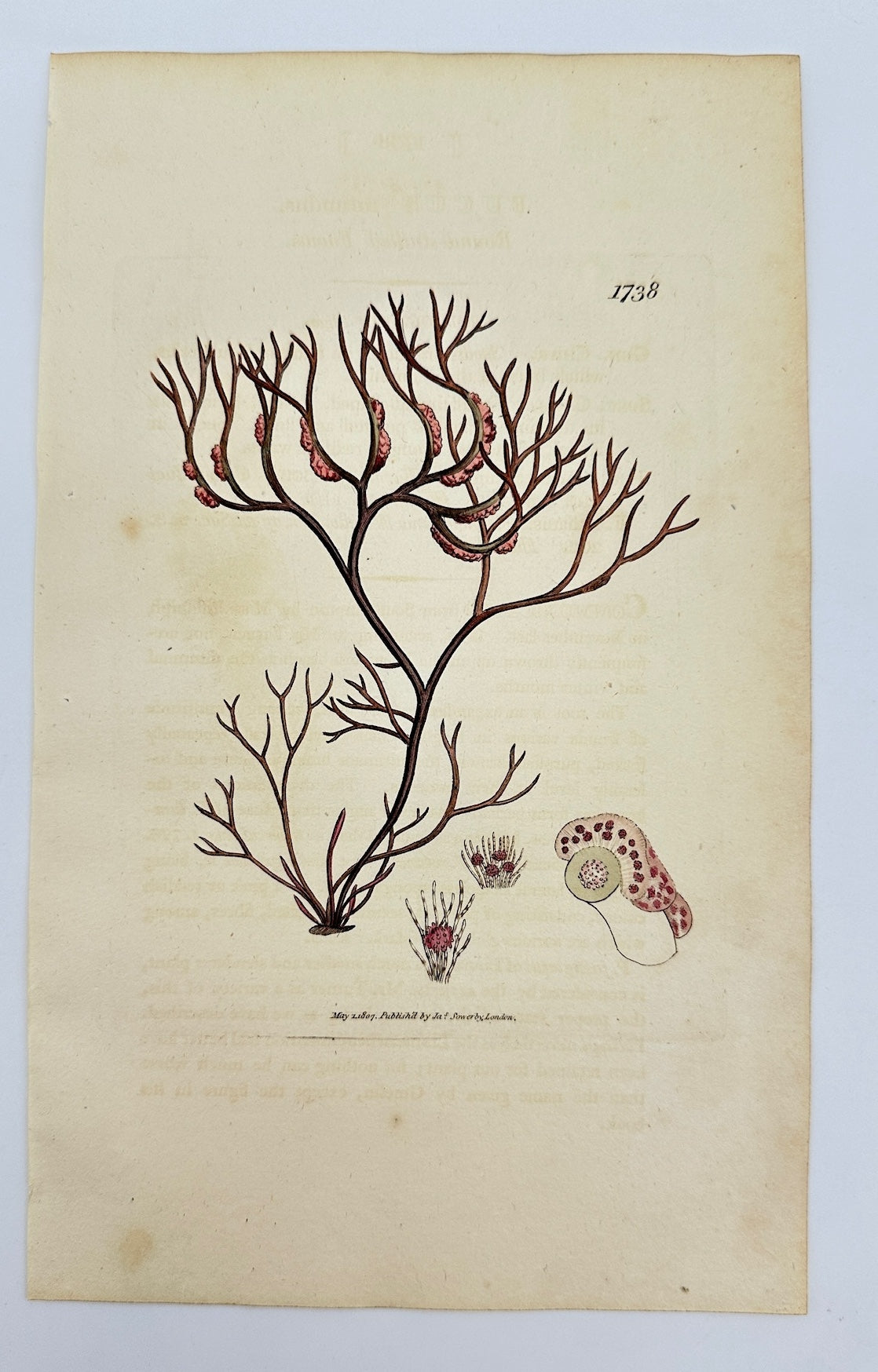 Antique Botanical Print - James Sowerby - Fucus Rotundus - Round Fucus - F1