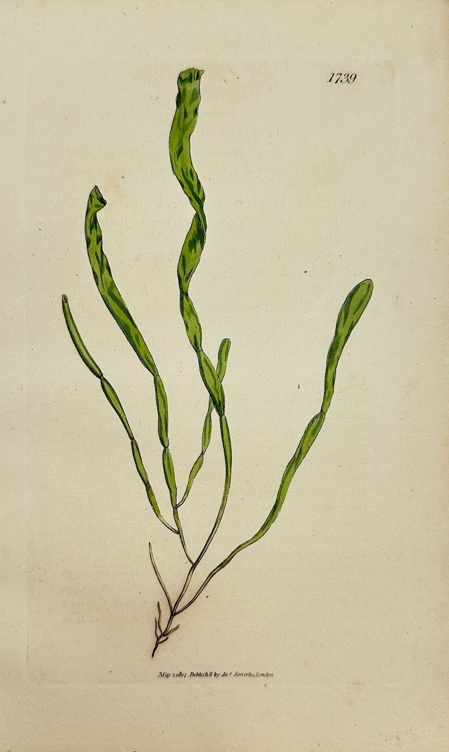 Antique Print - James Sowerby - Ulva Compressa - Compressed Sea Lettuce - F1
