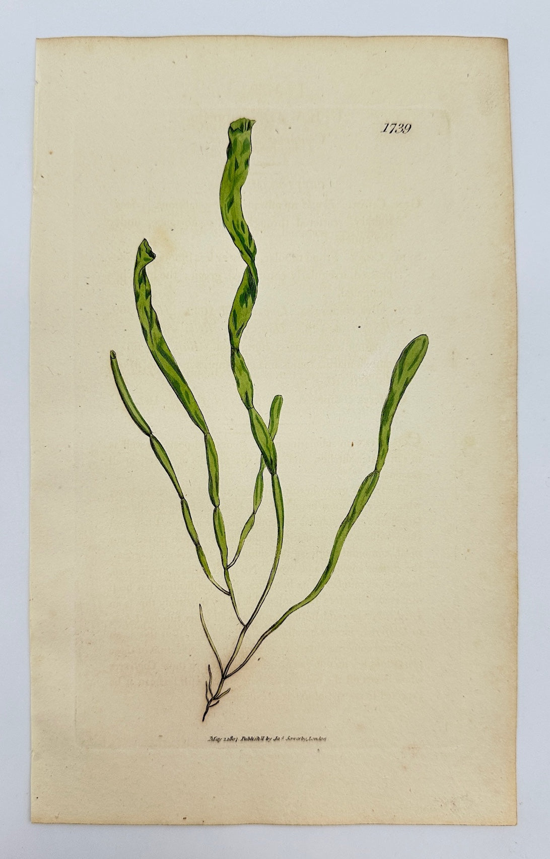 Antique Print - James Sowerby - Ulva Compressa - Compressed Sea Lettuce - F1