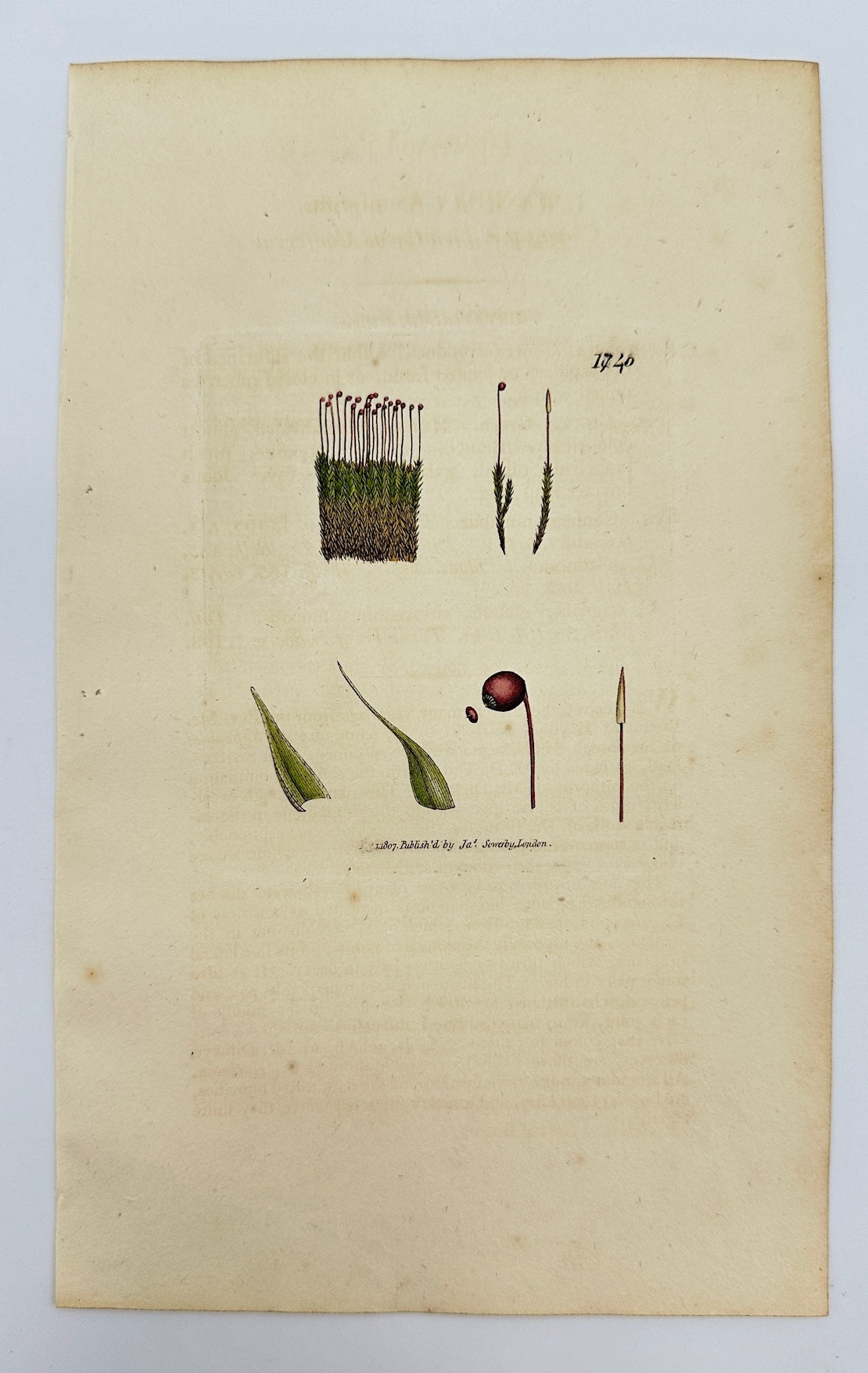 Antique Print - James Sowerby - Conferva Mutabilis - Mutable Conferva - F1