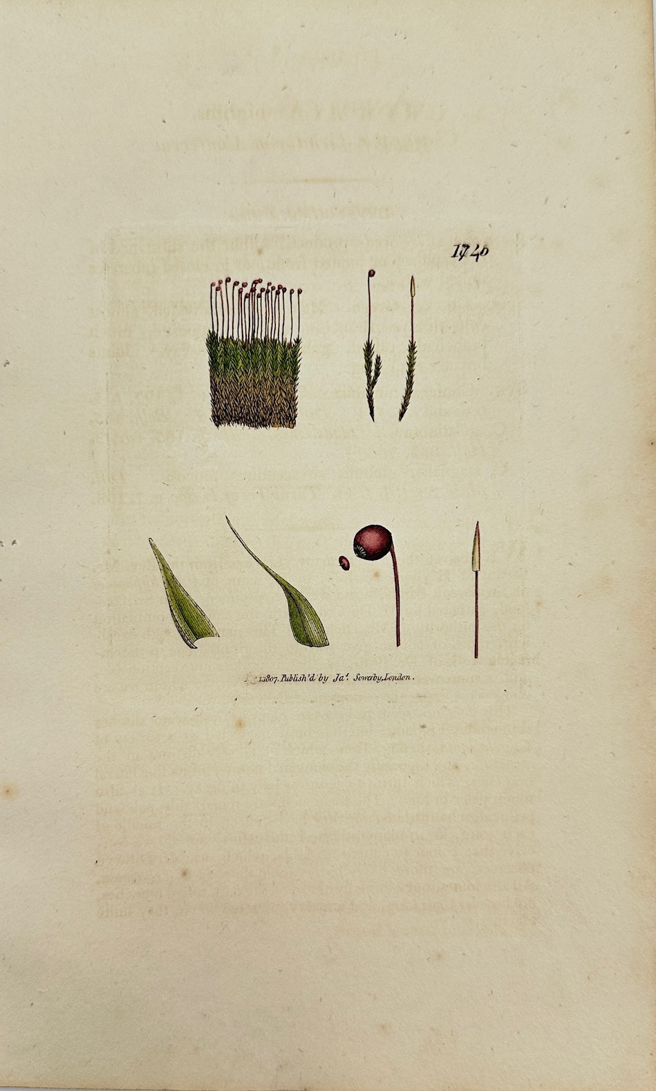 Antique Print - James Sowerby - Conferva Mutabilis - Mutable Conferva - F1