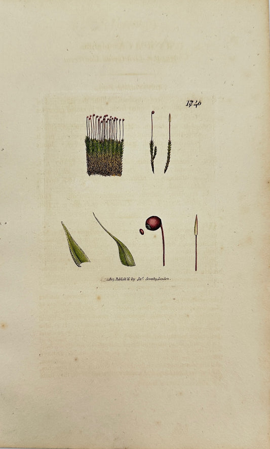 Antique Print - James Sowerby - Conferva Mutabilis - Mutable Conferva - F1