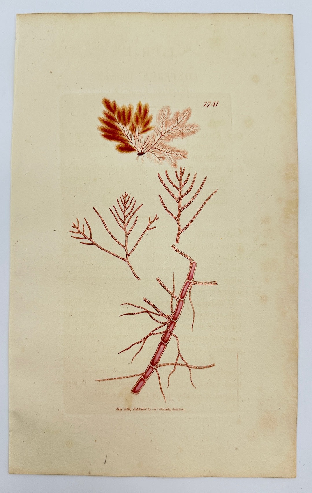 Antique Print - James Sowerby - Conferva Borreri - Borrer's Conferva - F1