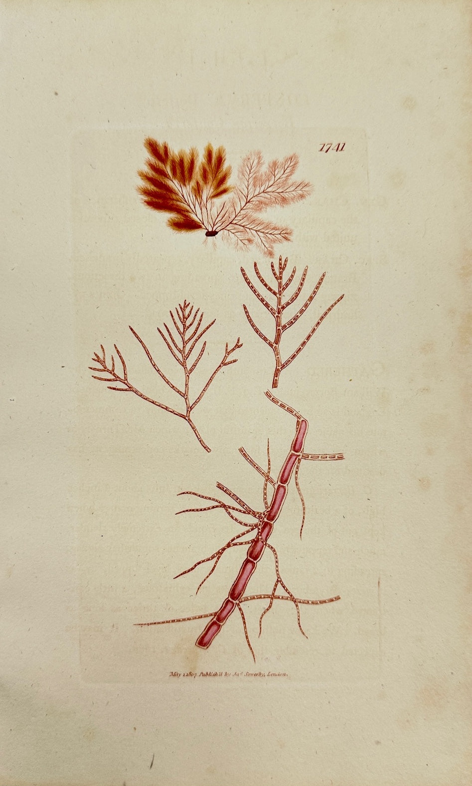Antique Print - James Sowerby - Conferva Borreri - Borrer's Conferva - F1
