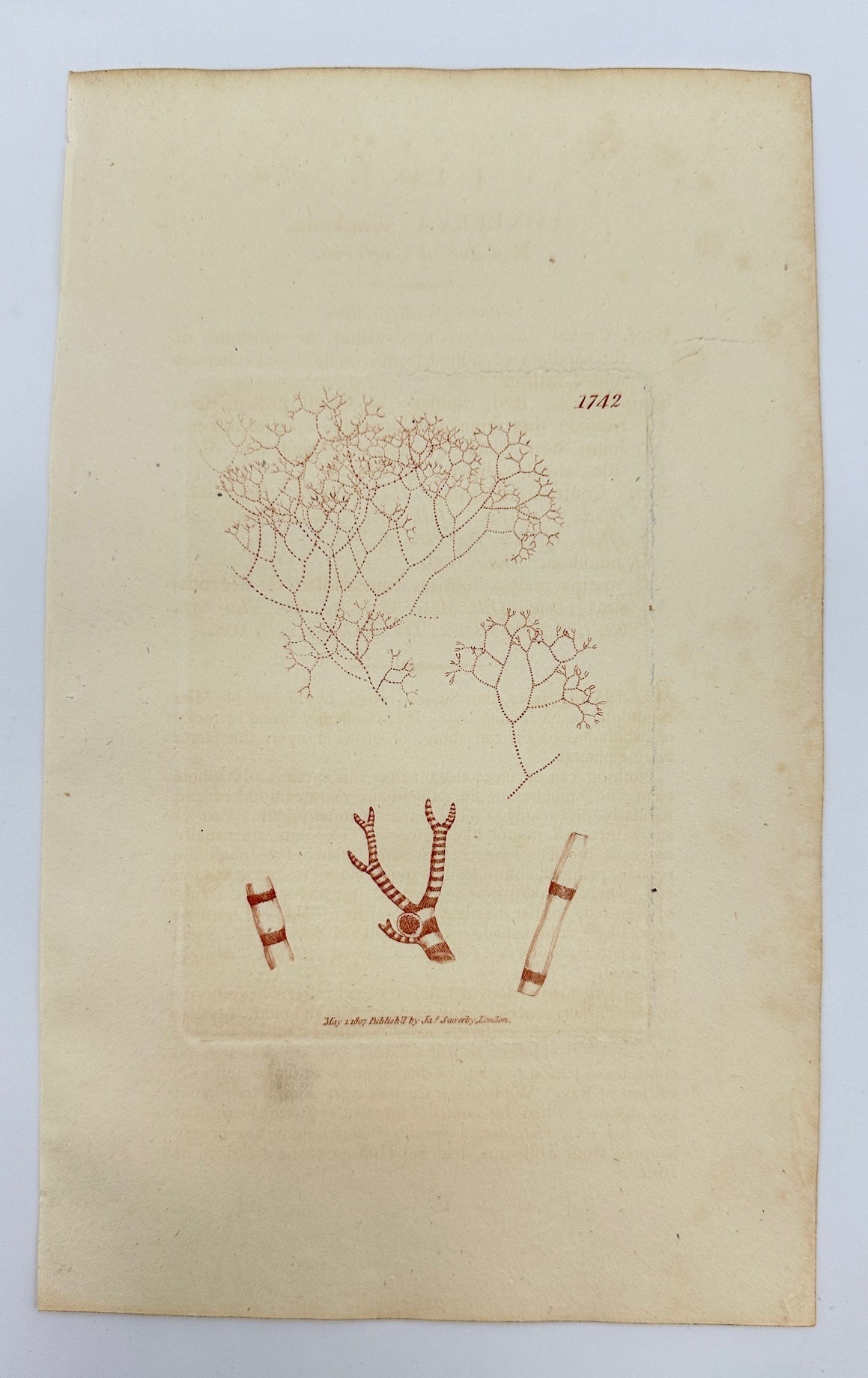 Antique Print - James Sowerby - Conferva Diaphana - Diaphanous Conferva - F1