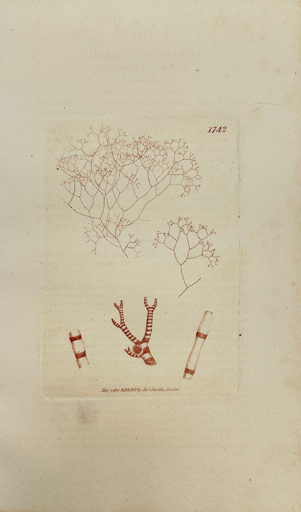 Antique Print - James Sowerby - Conferva Diaphana - Diaphanous Conferva - F1