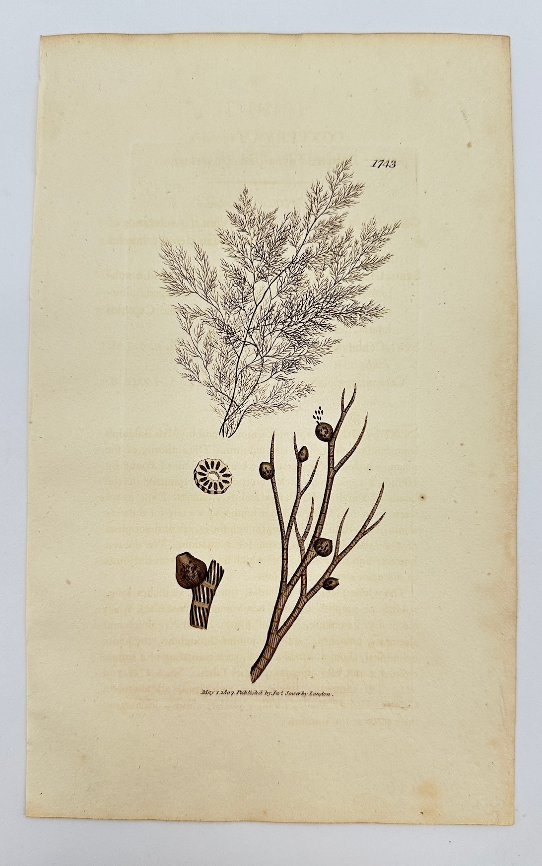 Antique Print - James Sowerby - Conferva Fucoides - Fucoid Conferva - F1