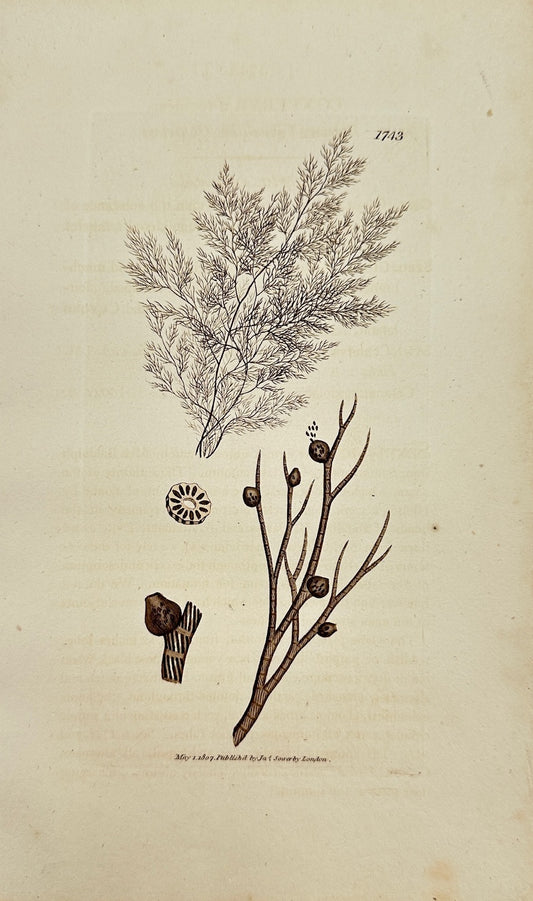 Antique Print - James Sowerby - Conferva Fucoides - Fucoid Conferva - F1