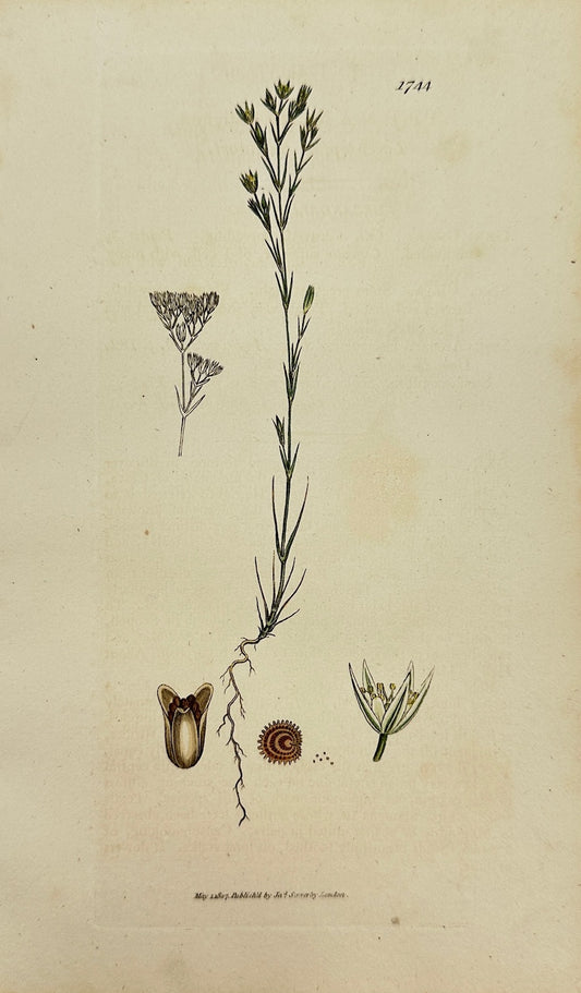Antique Print - James Sowerby - Arenaria Fastigiata - Fastigiate Sandwort - F1