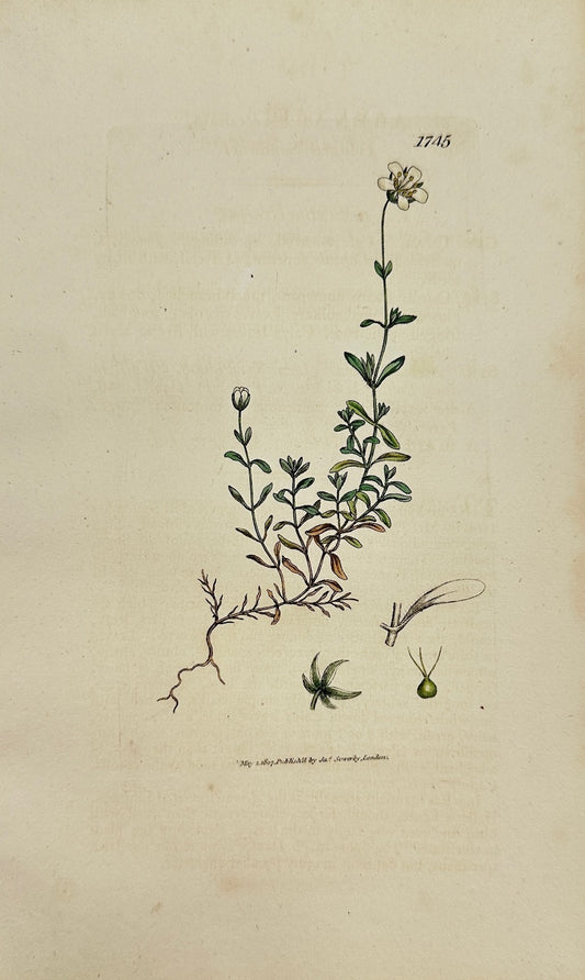 Antique Print - James Sowerby - Arenaria Ciliata - Fringed Sandwort - F1