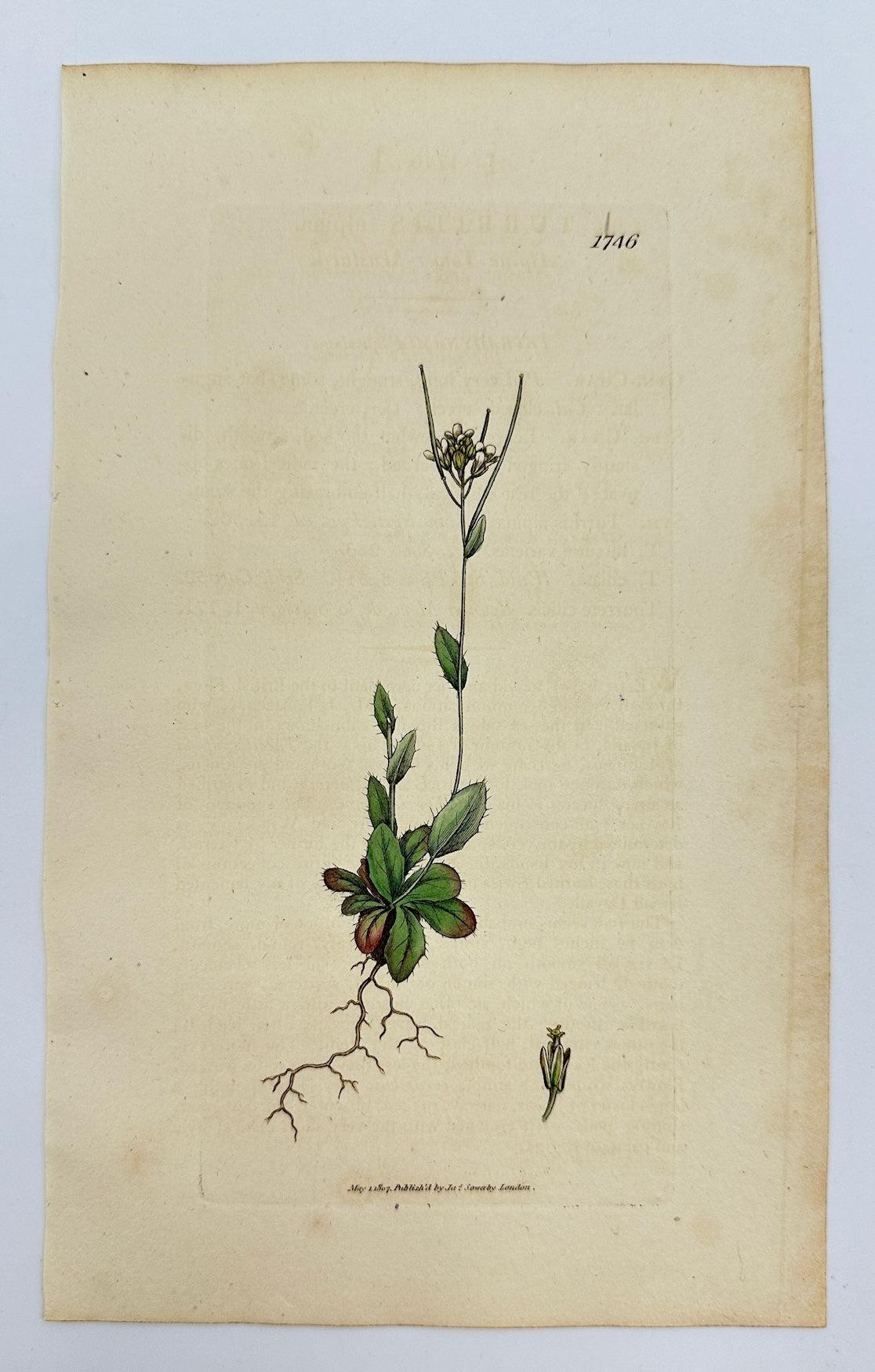 Antique Print - James Sowerby - Turritis Alpina - Alpine Tower Mustard - F1