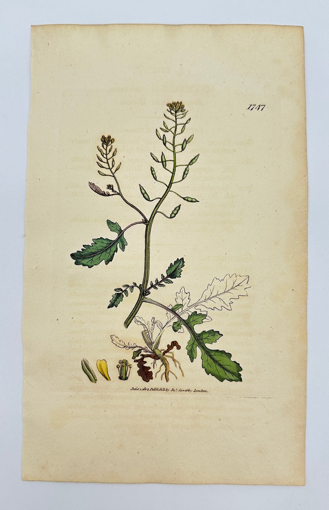 Antique Print - Sowerby - Sisymbrium Terrestre - Terrestrial Sisymbrium - F1