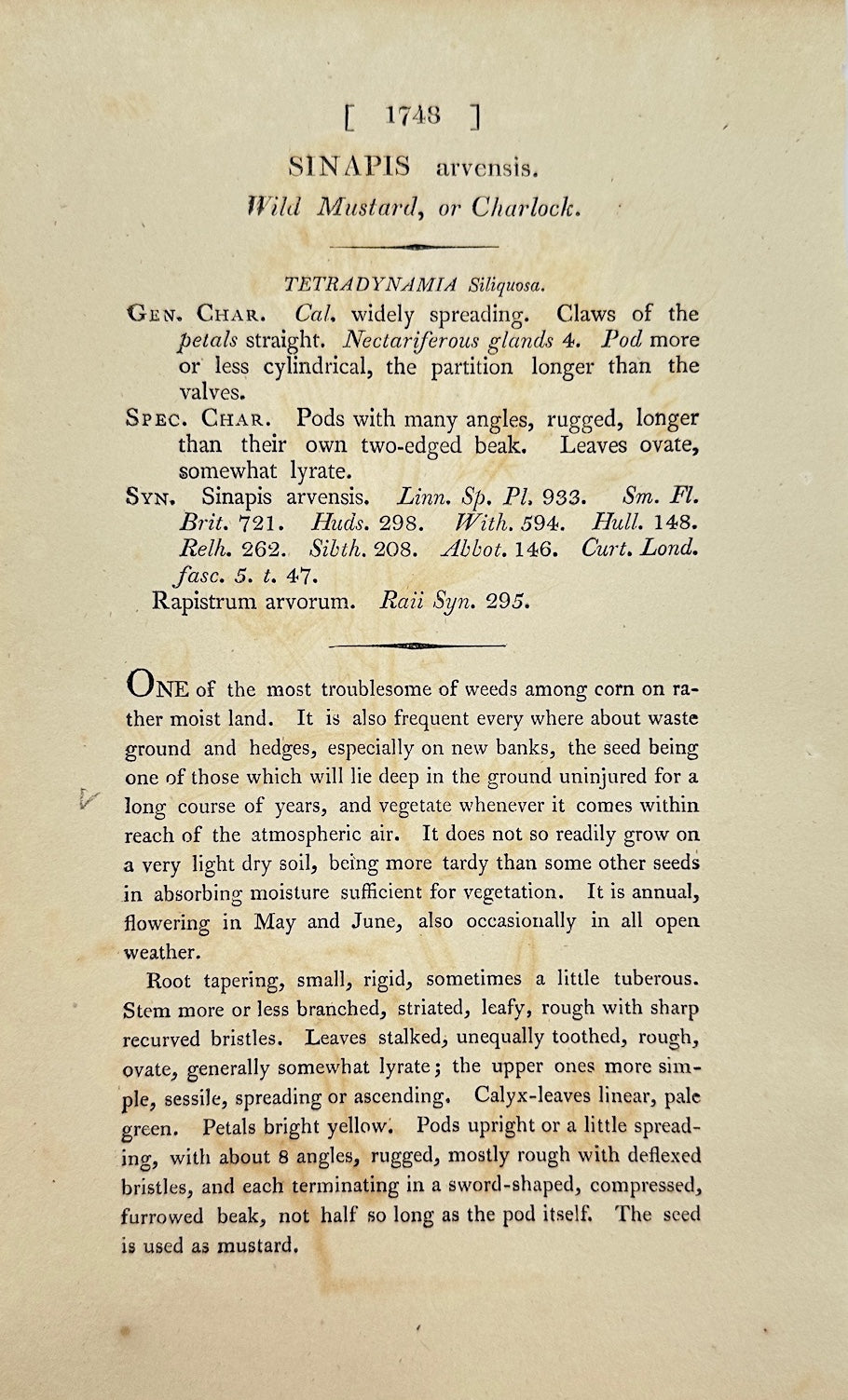 Antique Botanical Print - James Sowerby - Sinapis Arvensis - Wild Mustard - F1