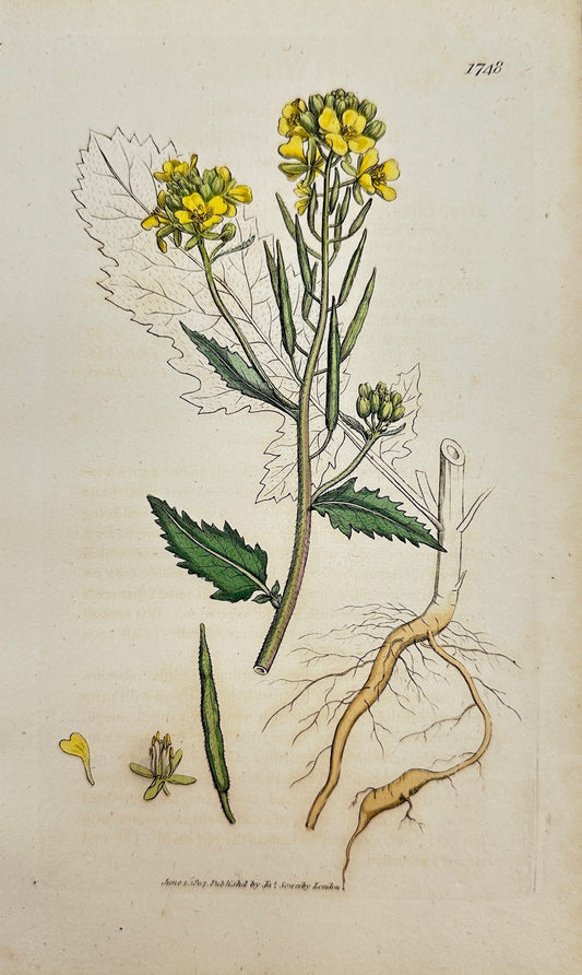 Antique Botanical Print - James Sowerby - Sinapis Arvensis - Wild Mustard - F1