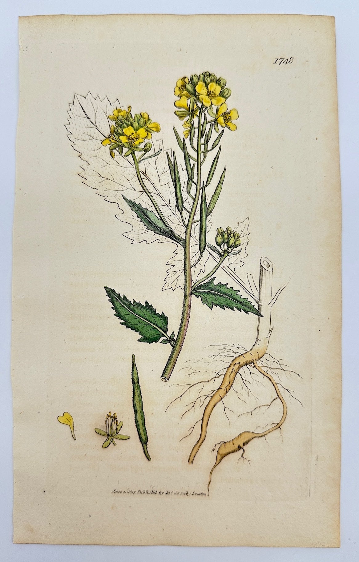 Antique Botanical Print - James Sowerby - Sinapis Arvensis - Wild Mustard - F1