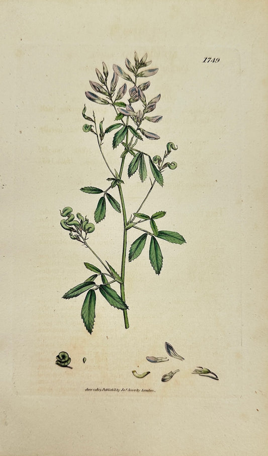 Antique Botanical Print - James Sowerby - Medicago Sativa - Alfalfa - F1