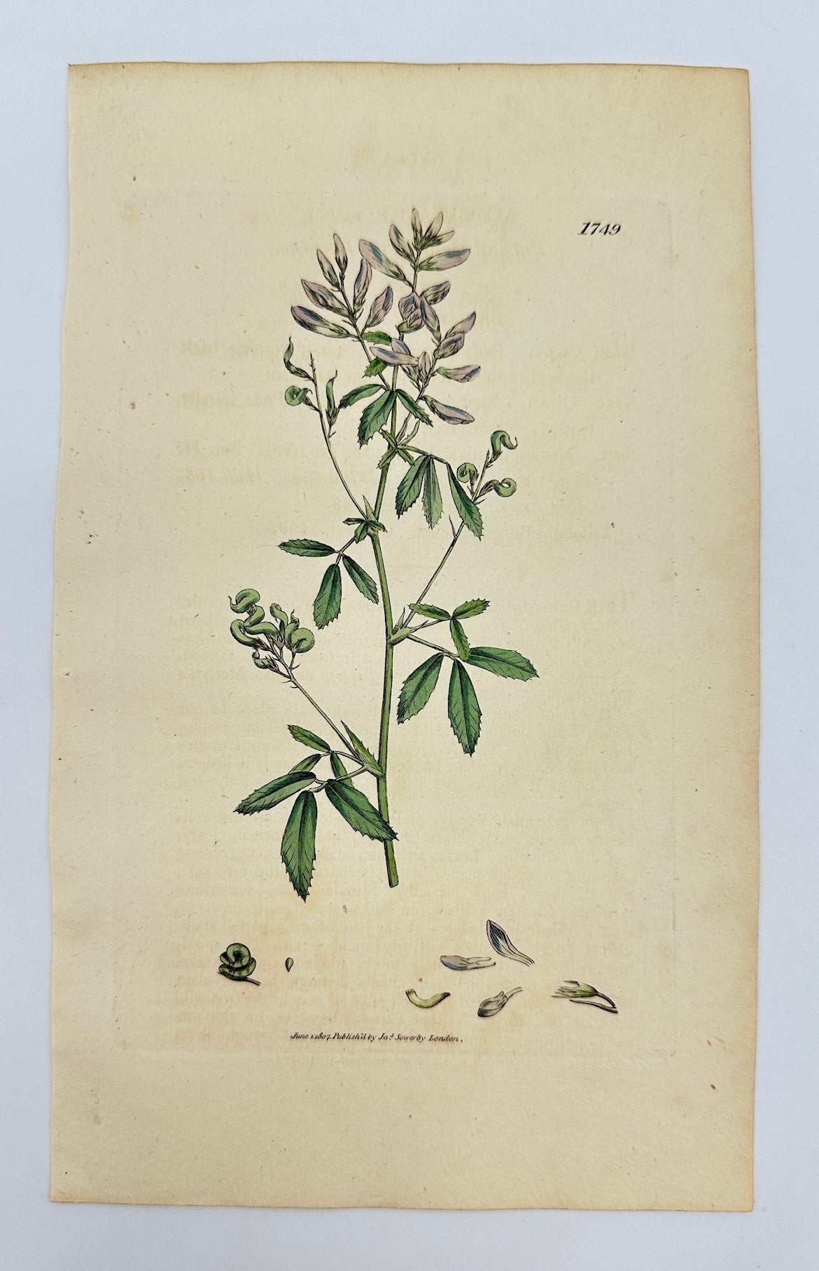 Antique Botanical Print - James Sowerby - Medicago Sativa - Alfalfa - F1