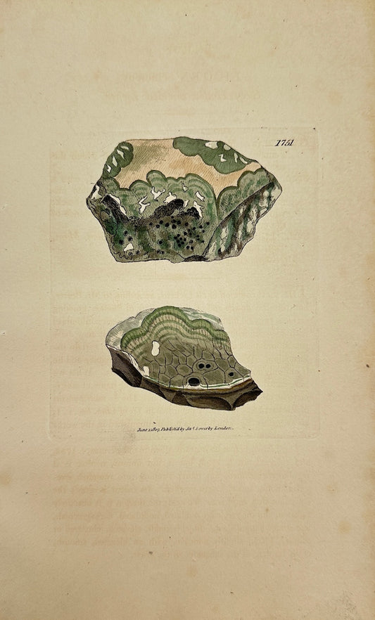 Antique Botanical Print - James Sowerby - Lichen Cinereus - Ashy Lichen - F1