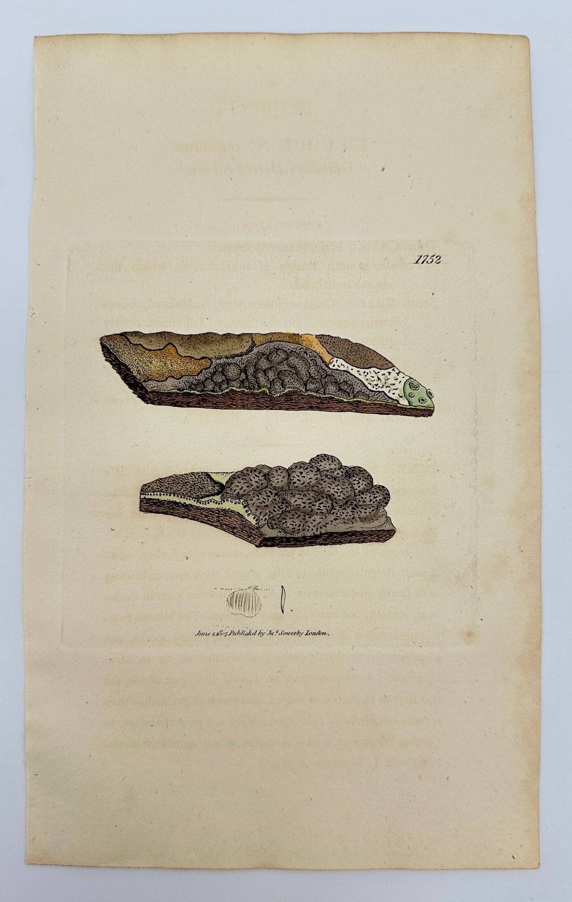 Antique Botanical Print - James Sowerby - Lichen Obscurus - Obscure Lichen - F1