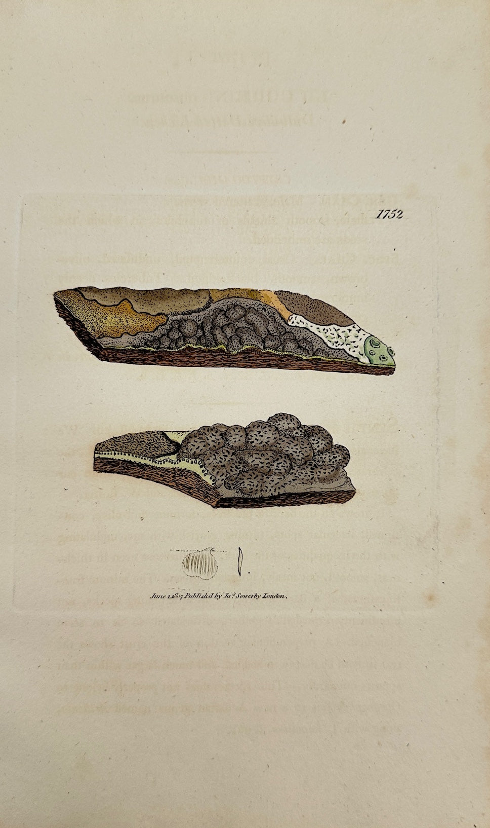Antique Botanical Print - James Sowerby - Lichen Obscurus - Obscure Lichen - F1