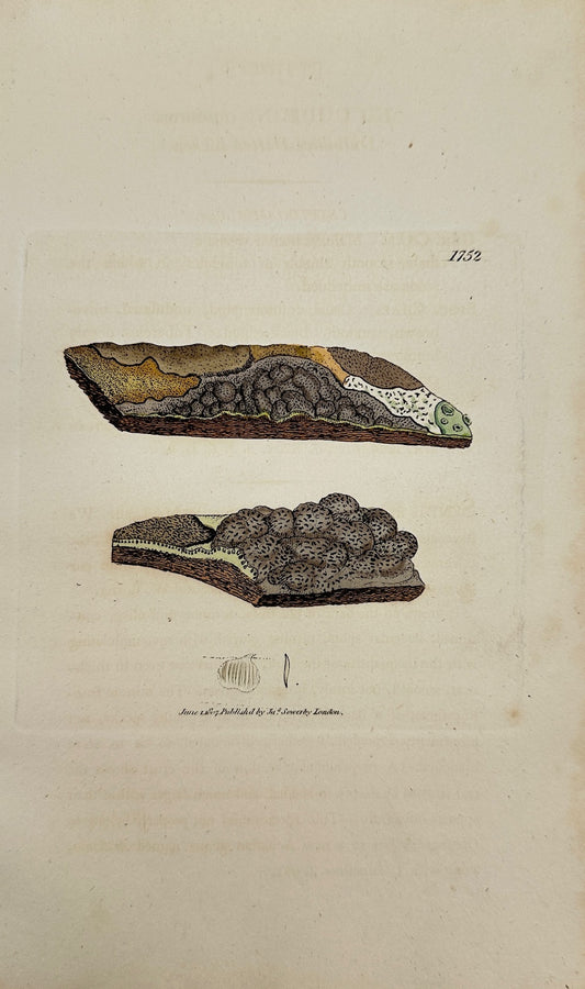 Antique Botanical Print - James Sowerby - Lichen Obscurus - Obscure Lichen - F1