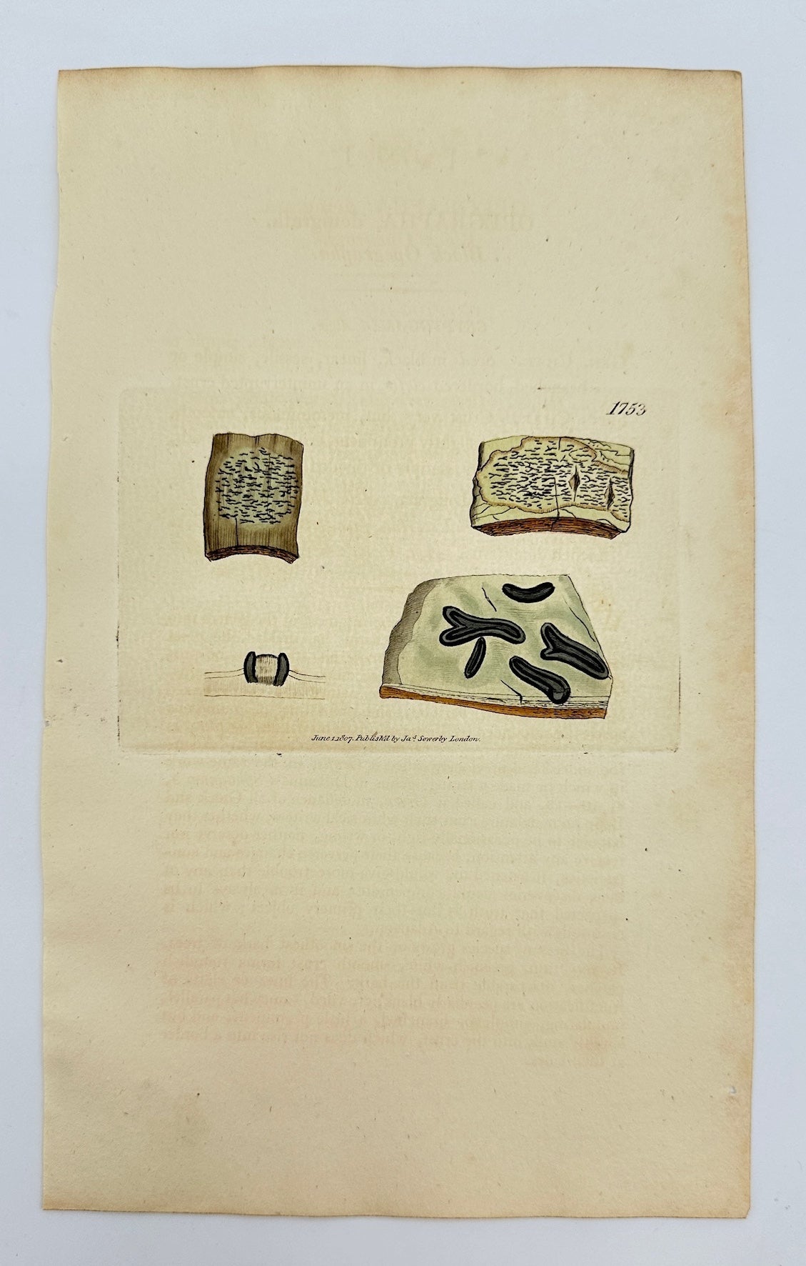 Antique Print - James Sowerby - Opegrapha Denigrata - Denigrate Opegrapha - F1