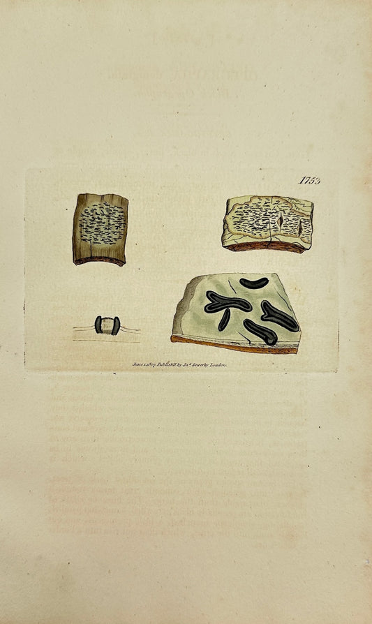 Antique Print - James Sowerby - Opegrapha Denigrata - Denigrate Opegrapha - F1