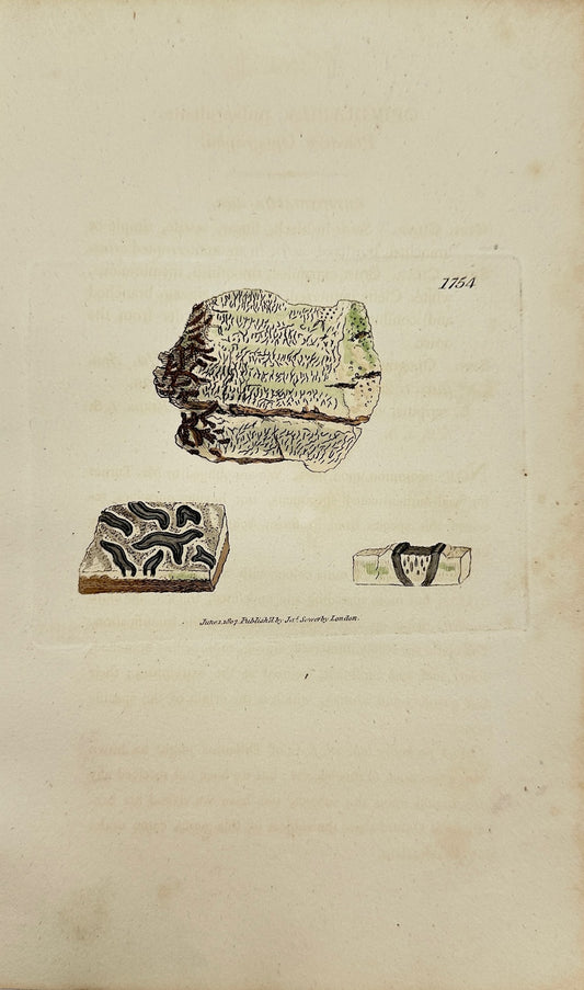 Antique Print - Sowerby - Opegrapha Pulverulenta - Pulverulent Opegrapha - F1
