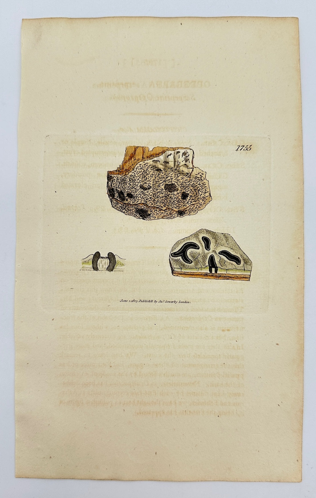 Antique Print - James Sowerby - Opegrapha Serpentina - Serpentine Opegrapha - F1