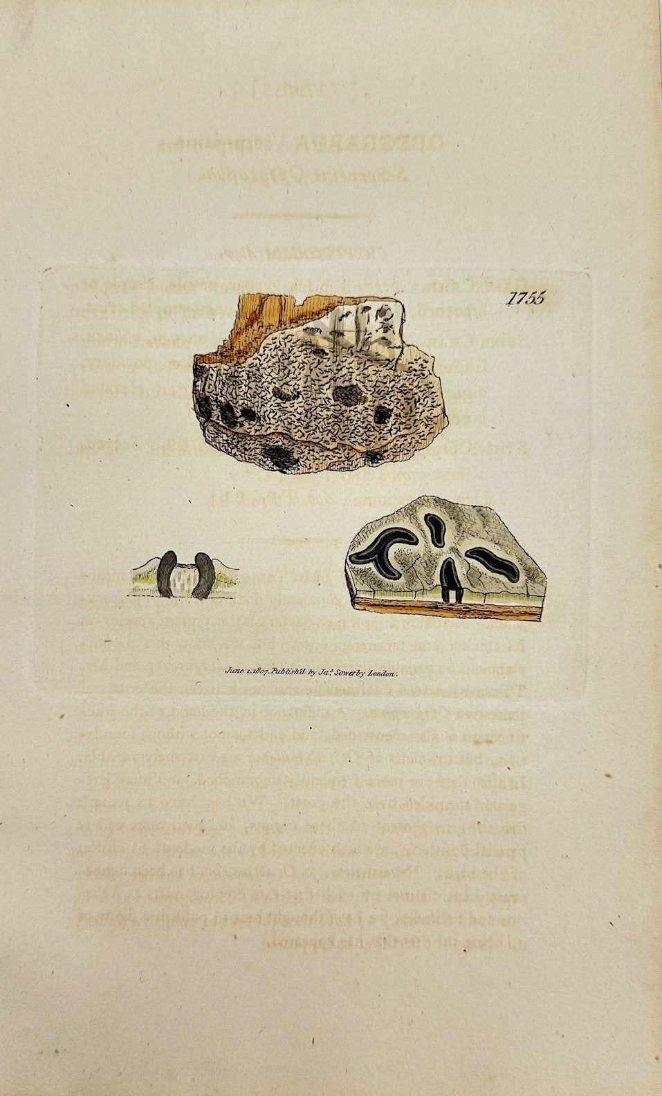 Antique Print - James Sowerby - Opegrapha Serpentina - Serpentine Opegrapha - F1