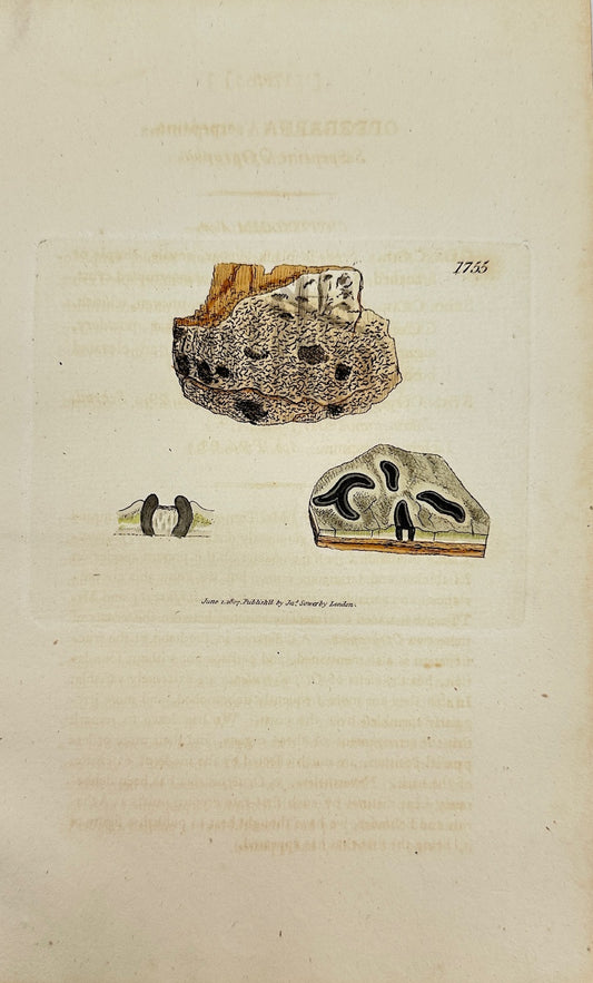 Antique Print - James Sowerby - Opegrapha Serpentina - Serpentine Opegrapha - F1
