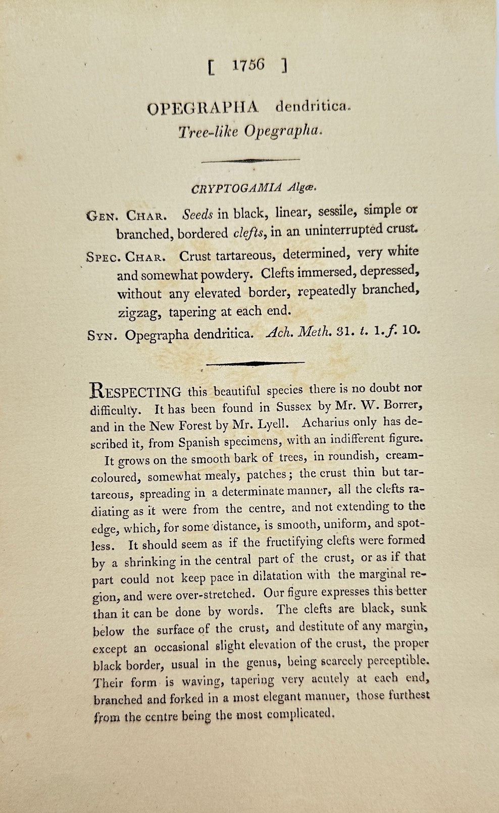 Antique Print - James Sowerby - Opegrapha Dendritica - Endritic Opegrapha - F1