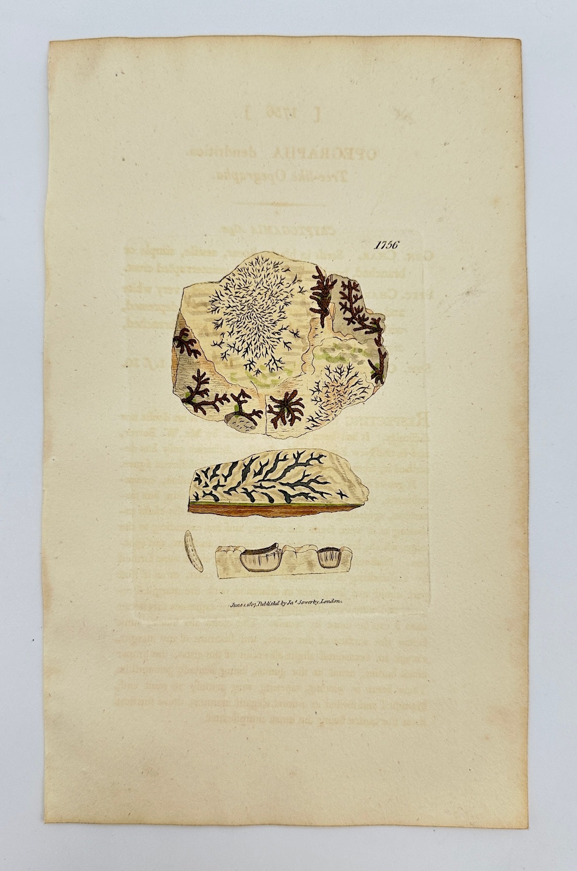 Antique Print - James Sowerby - Opegrapha Dendritica - Endritic Opegrapha - F1