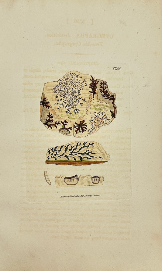 Antique Print - James Sowerby - Opegrapha Dendritica - Endritic Opegrapha - F1