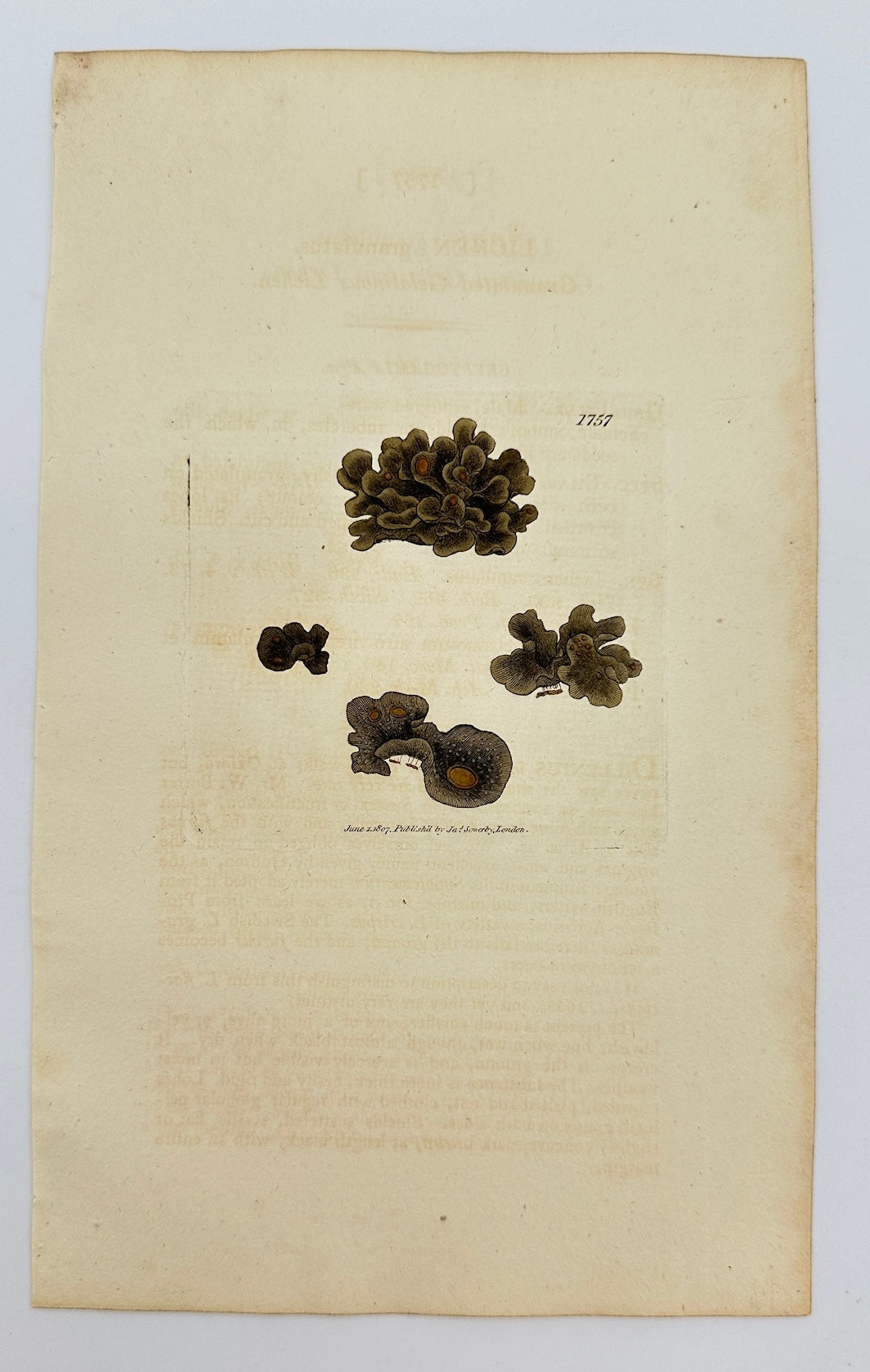 Antique Print - James Sowerby - Lichen Granulatus - Granulated Lichen - F1