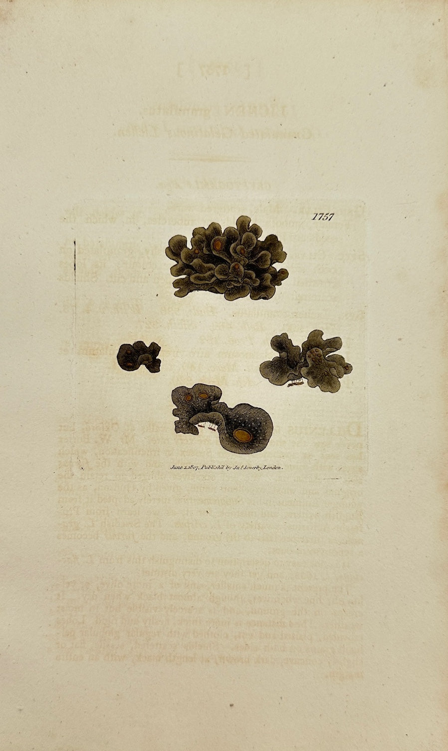 Antique Print - James Sowerby - Lichen Granulatus - Granulated Lichen - F1