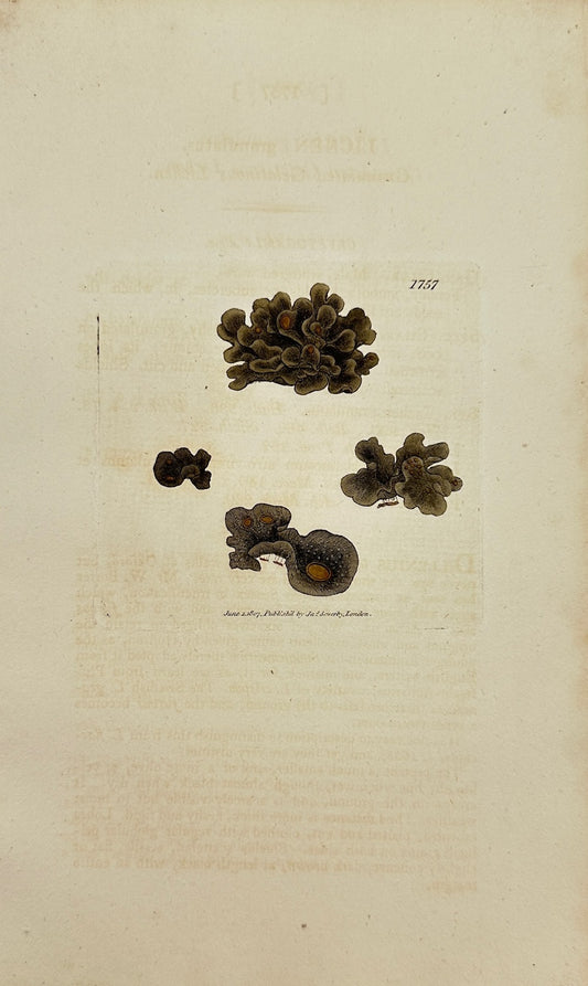 Antique Print - James Sowerby - Lichen Granulatus - Granulated Lichen - F1