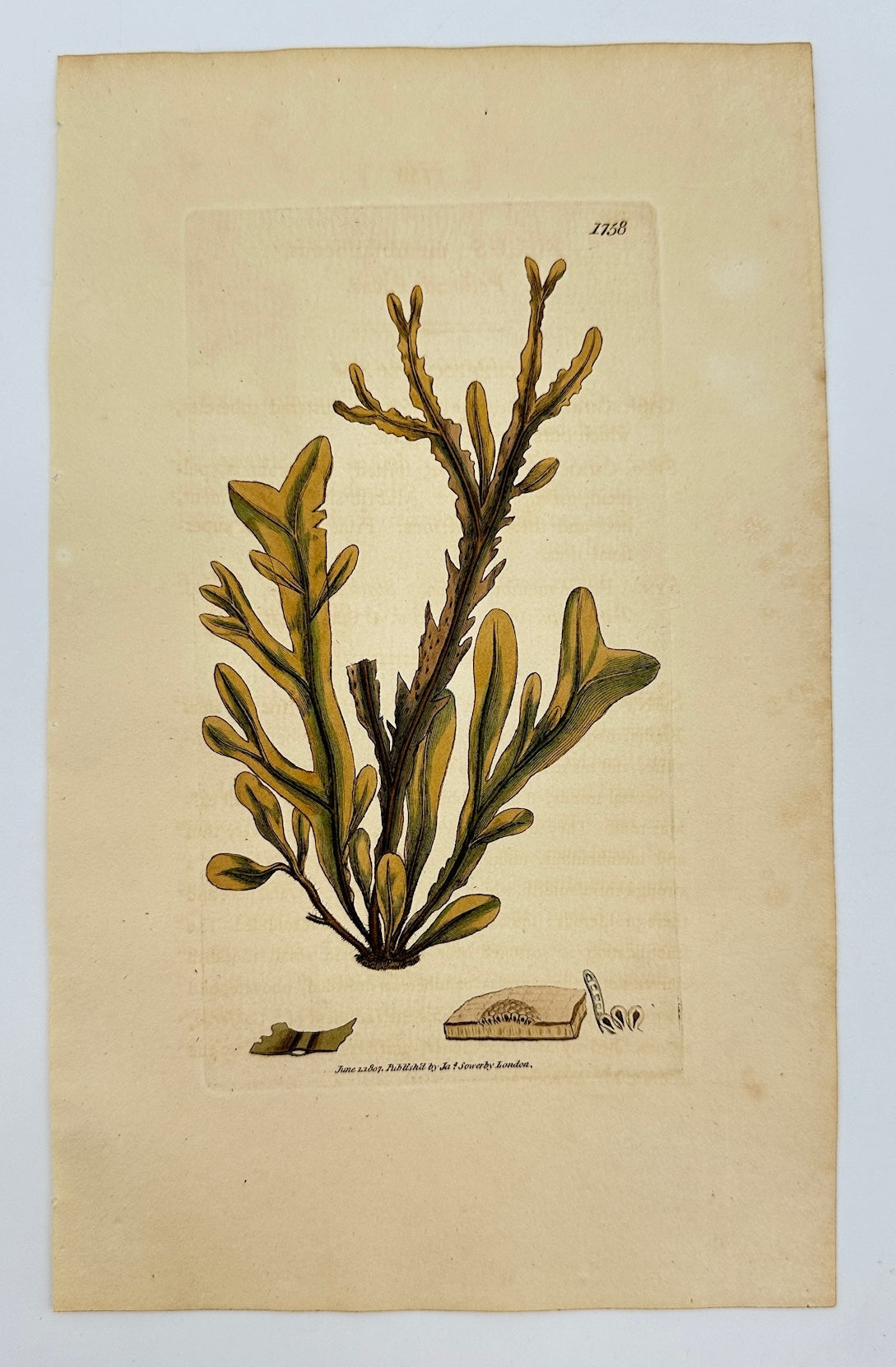 Antique Print - James Sowerby - Fucus Membranaceus - Membranous Fucus - F1
