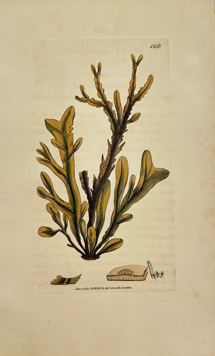 Antique Print - James Sowerby - Fucus Membranaceus - Membranous Fucus - F1