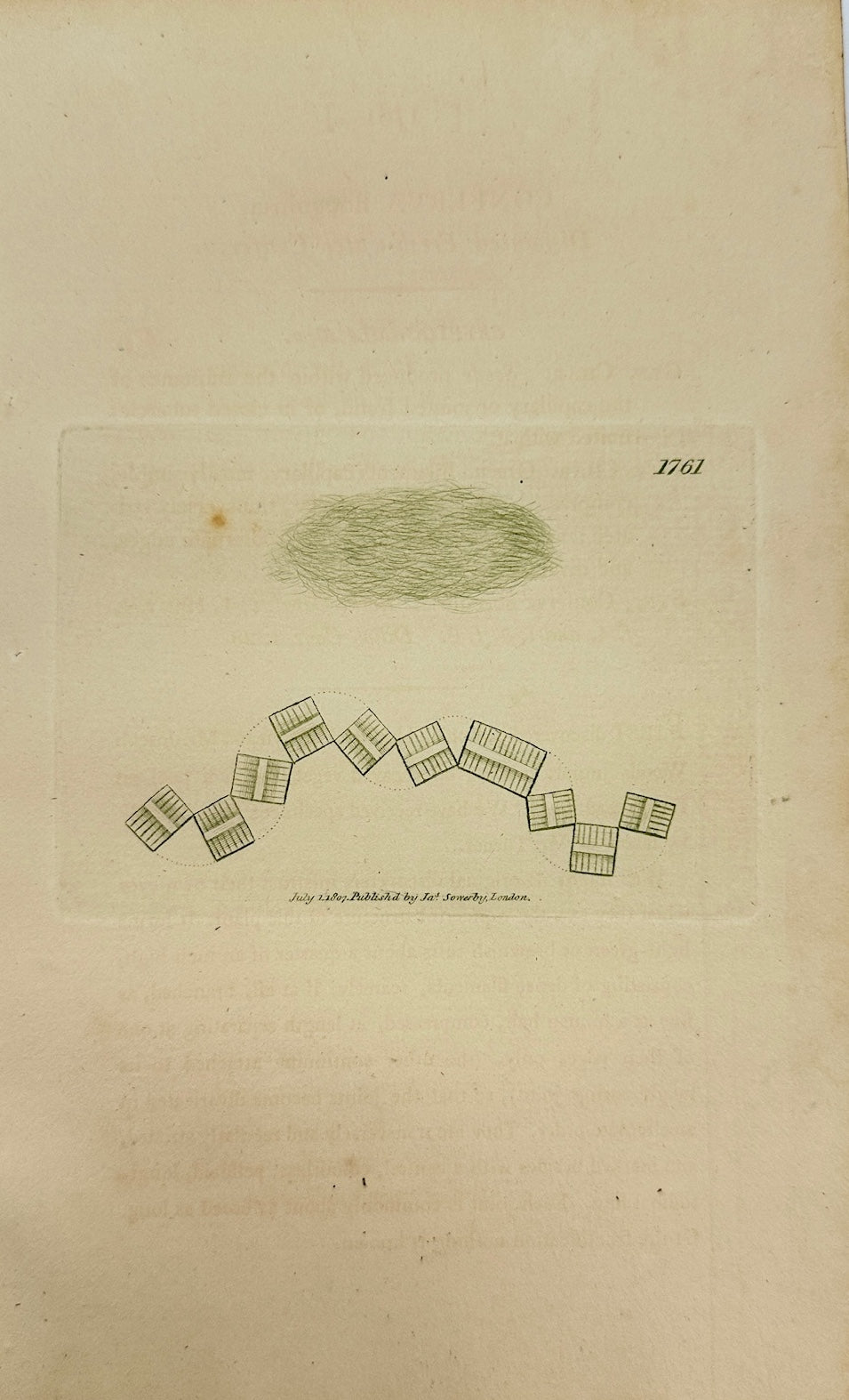 Antique Print - James Sowerby - Conferva Flocculosa - Flocculent Conferva - F1