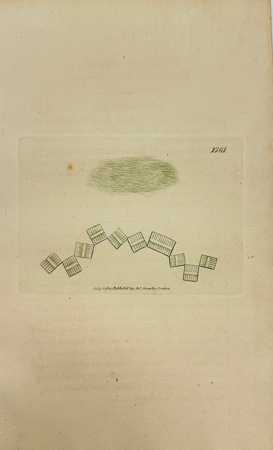 Antique Print - James Sowerby - Conferva Flocculosa - Flocculent Conferva - F1