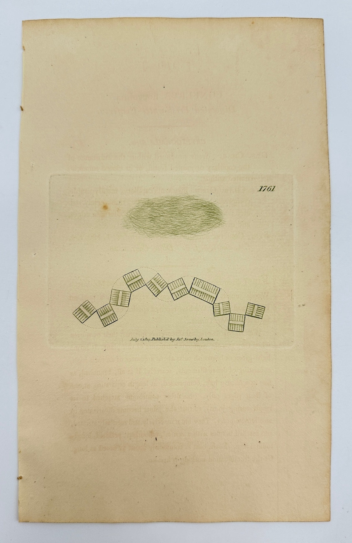 Antique Print - James Sowerby - Conferva Flocculosa - Flocculent Conferva - F1