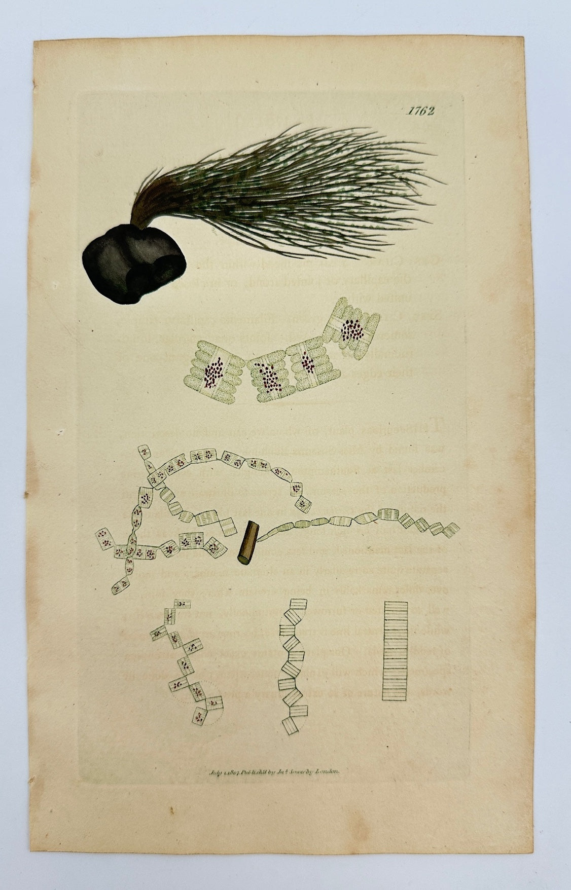 Antique Print - James Sowerby - Conferva Biddulphiana - Biddulph's Conferva - F1